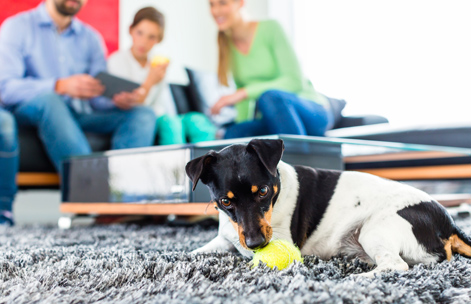 Animaux de compagnie : quelles règles dans l'immeuble ?