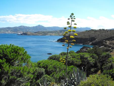 Appartement F2 &agrave; louer - 3 pi&egrave;ces - 37,15 m2 - Argeles Sur Mer - 66 - LANGUEDOC-ROUSSILLON