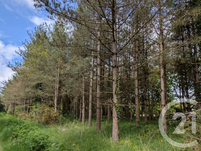 Terrain &agrave; vendre - 5000 m2 - St Urbain - 85 - PAYS-DE-LOIRE