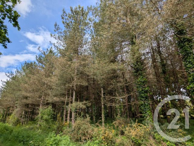 Terrain &agrave; vendre - 5000 m2 - St Urbain - 85 - PAYS-DE-LOIRE