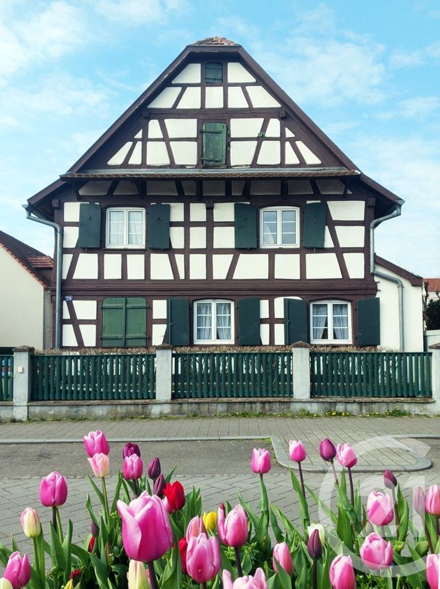maison - HOENHEIM - 67