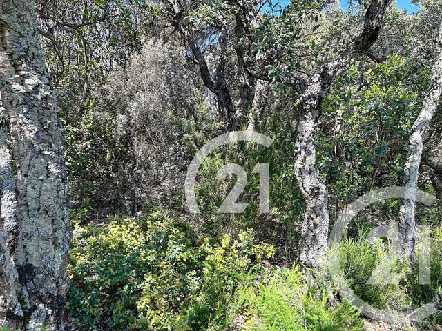 Terrain &agrave; vendre - 10000 m2 - Llauro - 66 - LANGUEDOC-ROUSSILLON