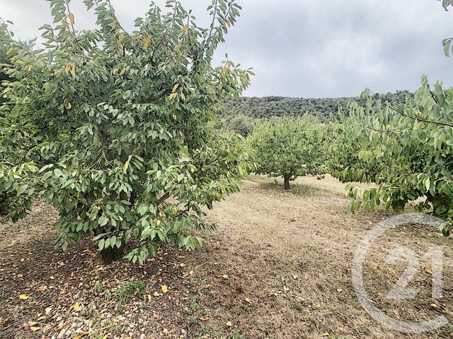 Terrain &agrave; vendre - 2900 m2 - Reynes - 66 - LANGUEDOC-ROUSSILLON