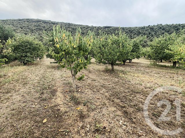 Terrain &agrave; vendre - 2900 m2 - Reynes - 66 - LANGUEDOC-ROUSSILLON