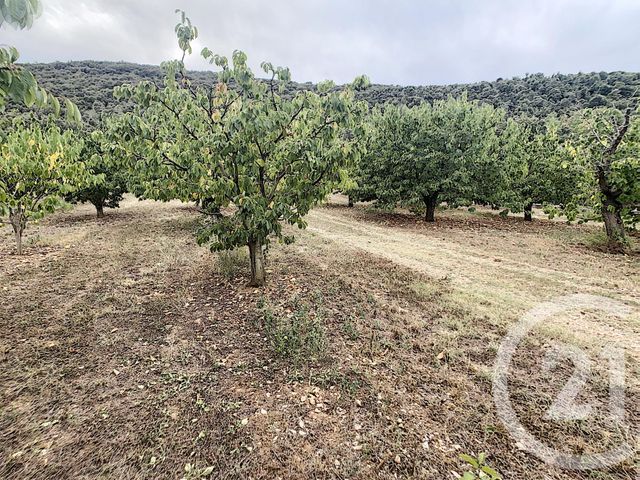 Terrain &agrave; vendre - 2900 m2 - Reynes - 66 - LANGUEDOC-ROUSSILLON