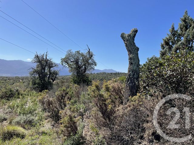 Terrain &agrave; vendre - 13479 m2 - Llauro - 66 - LANGUEDOC-ROUSSILLON