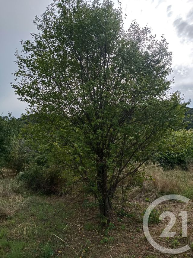 Terrain &agrave; vendre - 3400 m2 - Amelie Les Bains Palalda - 66 - LANGUEDOC-ROUSSILLON