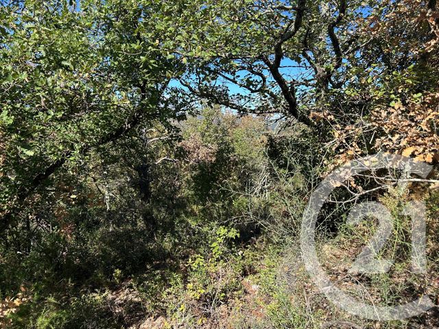 Terrain &agrave; vendre - 5496 m2 - Ceret - 66 - LANGUEDOC-ROUSSILLON