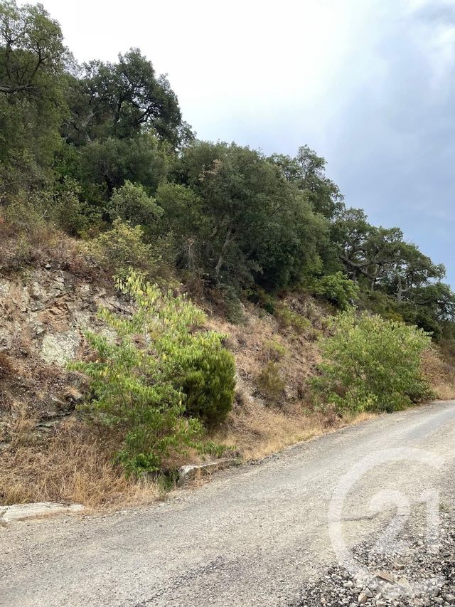 Terrain &agrave; vendre - 7337 m2 - Maureillas Las Illas - 66 - LANGUEDOC-ROUSSILLON