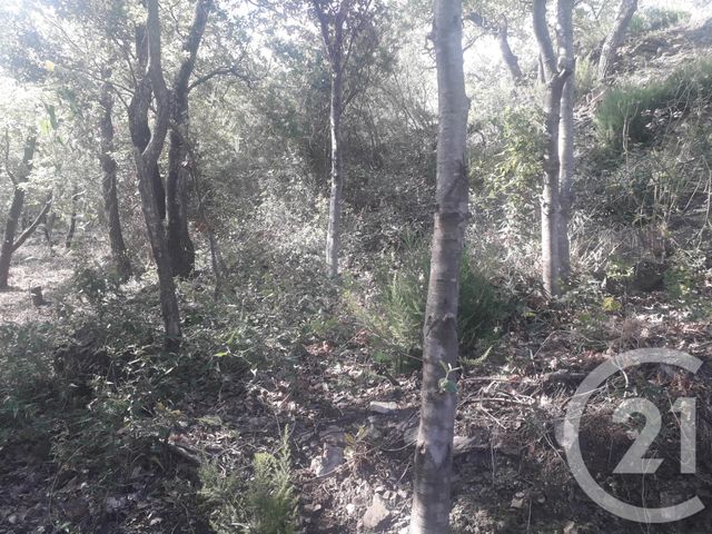 Terrain &agrave; vendre - 4700 m2 - Montesquieu Des Alberes - 66 - LANGUEDOC-ROUSSILLON