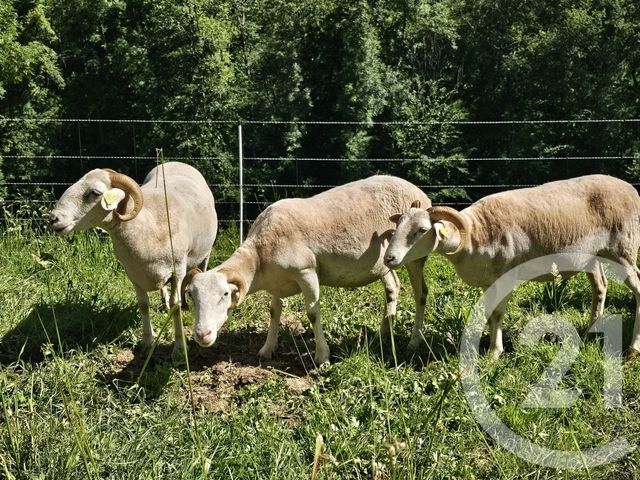 Maison &agrave; vendre - 6 pi&egrave;ces - 203,67 m2 - Pere - 65 - MIDI-PYRENEES