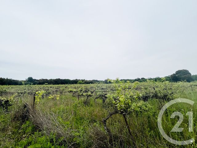 Terrain &agrave; vendre - 20380 m2 - Saussines - 34 - LANGUEDOC-ROUSSILLON