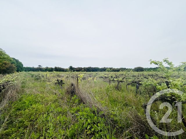 Terrain &agrave; vendre - 20380 m2 - Saussines - 34 - LANGUEDOC-ROUSSILLON