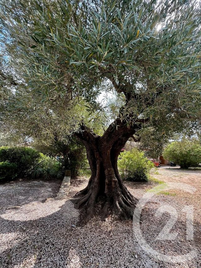 Maison &agrave; vendre - 3 pi&egrave;ces - 60 m2 - La Cadiere D Azur - 83 - PROVENCE-ALPES-COTE-D-AZUR