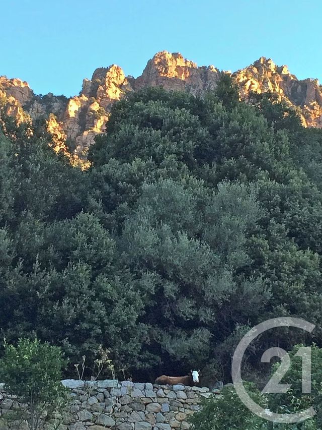 Appartement F4 &agrave; vendre - 4 pi&egrave;ces - 64 m2 - Ota - 201 - CORSE