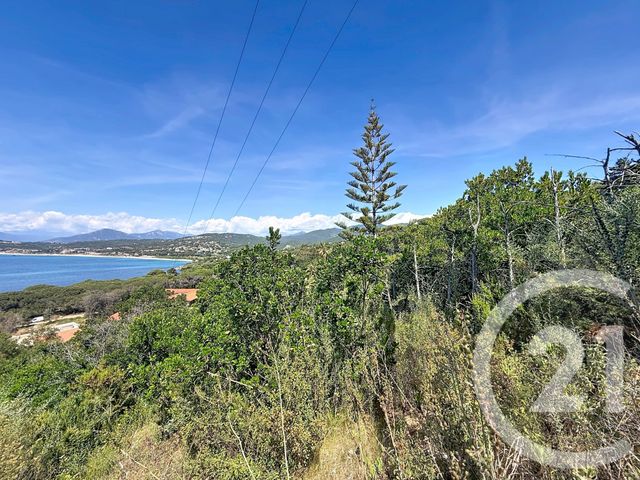 Terrain &agrave; vendre - 3000 m2 - Pietrosella - 201 - CORSE