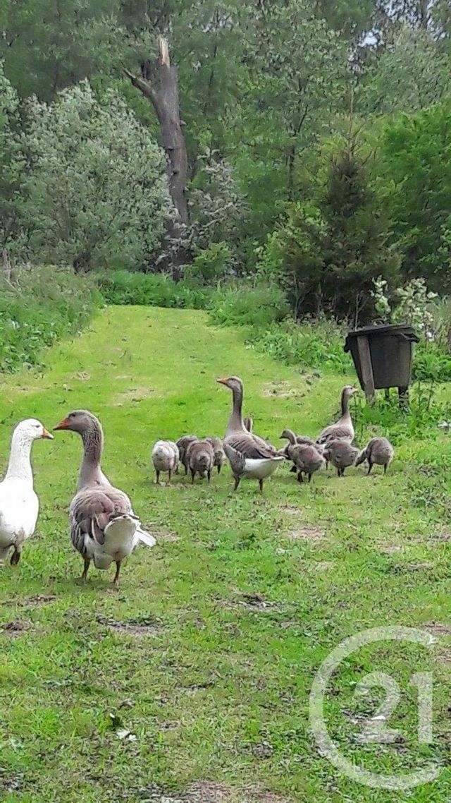 Terrain &agrave; vendre - 16361 m2 - Montreuil Sur Mer - 62 - NORD-PAS-DE-CALAIS
