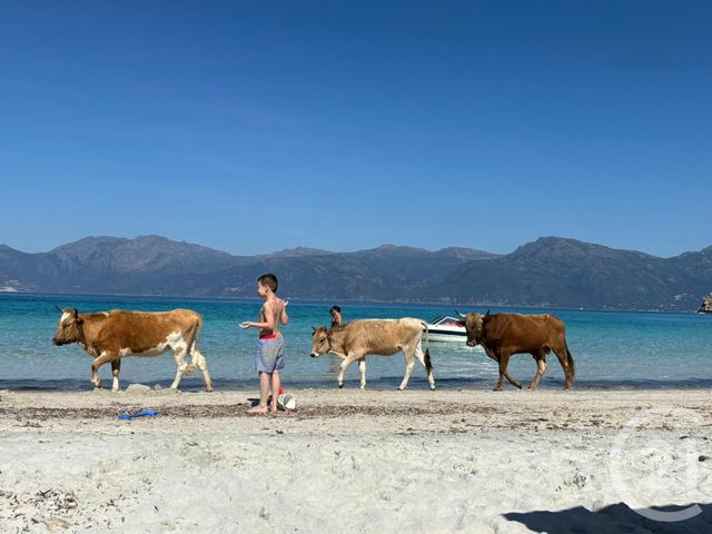 Maison à vendre - 12 pièces - 438,96 m2 - St Florent - 202 - CORSE