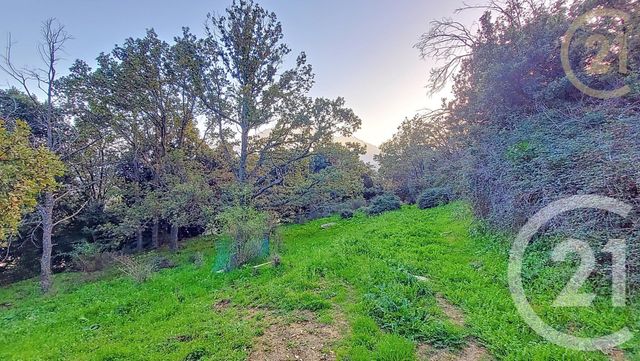 Terrain &agrave; vendre - 1459 m2 - Olmi Cappella - 202 - CORSE