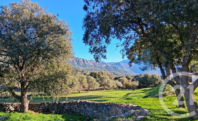 maison - MONTEGROSSO - 202