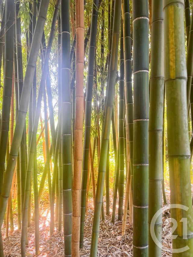 Maison à vendre - 9 pièces - 240 m2 - Occhiatana - 202 - CORSE