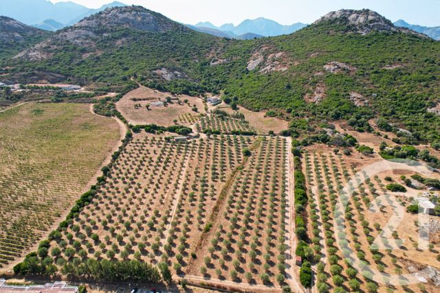 Maison à vendre - 6 pièces - 210,39 m2 - Calenzana - 202 - CORSE