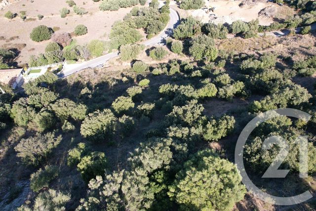 Terrain &agrave; vendre - 3502 m2 - Monticello - 202 - CORSE