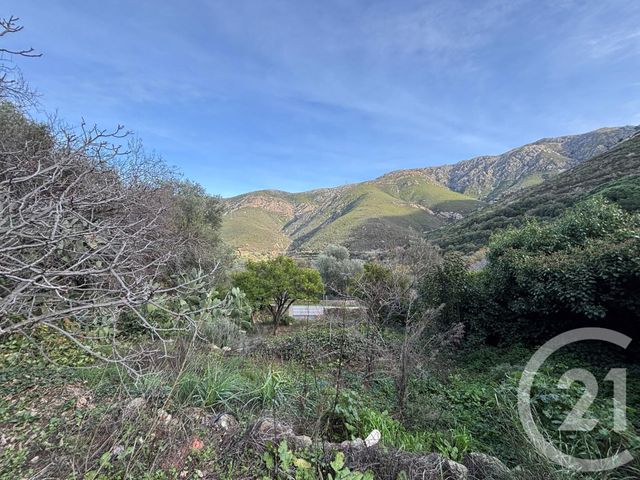 terrain - OCCHIATANA - 202