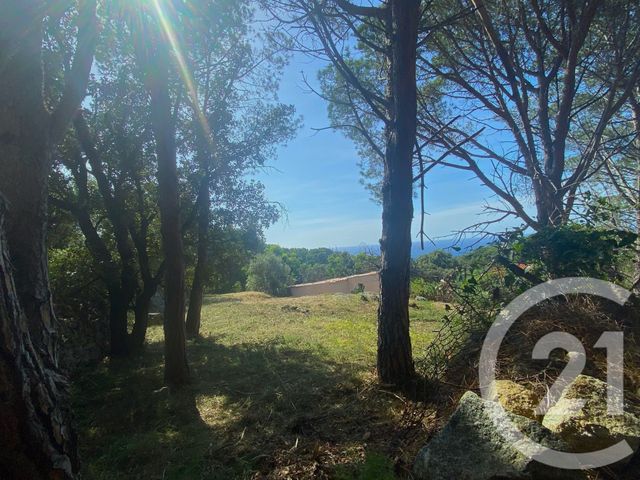 Terrain &agrave; vendre - 1978 m2 - Corbara - 202 - CORSE