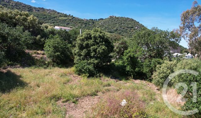 Terrain &agrave; vendre - 3119 m2 - Corbara - 202 - CORSE