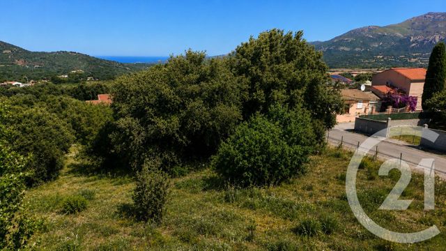 terrain - CALENZANA - 202