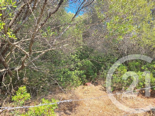 Terrain &agrave; vendre - 12372 m2 - Coti Chiavari - 201 - CORSE