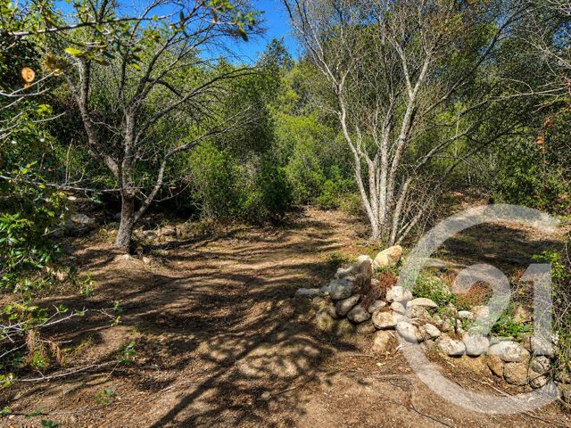 Terrain &agrave; vendre - 1440 m2 - Porto Vecchio - 201 - CORSE