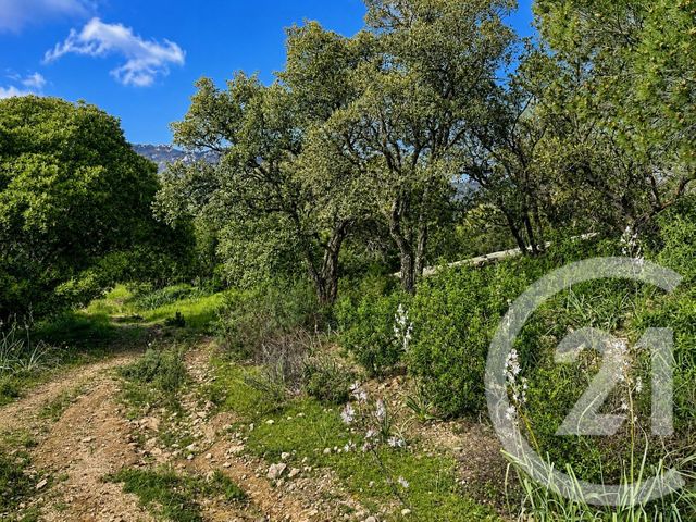 Terrain &agrave; vendre - 3640 m2 - Zonza - 201 - CORSE