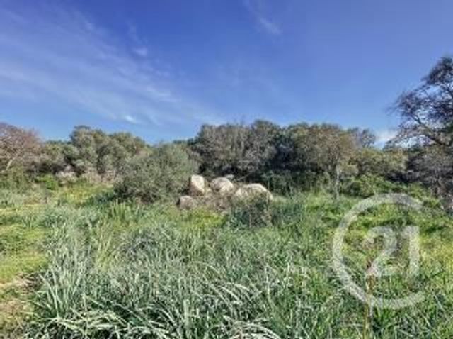 Terrain &agrave; vendre - 827 m2 - Porto Vecchio - 201 - CORSE