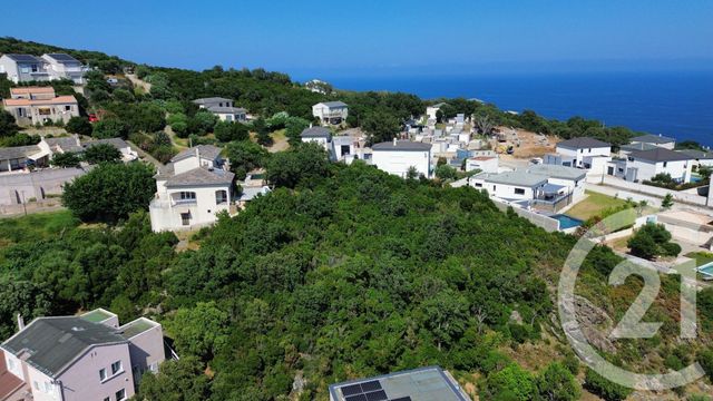 Terrain &agrave; vendre - 2792 m2 - Santa Maria Di Lota - 202 - CORSE