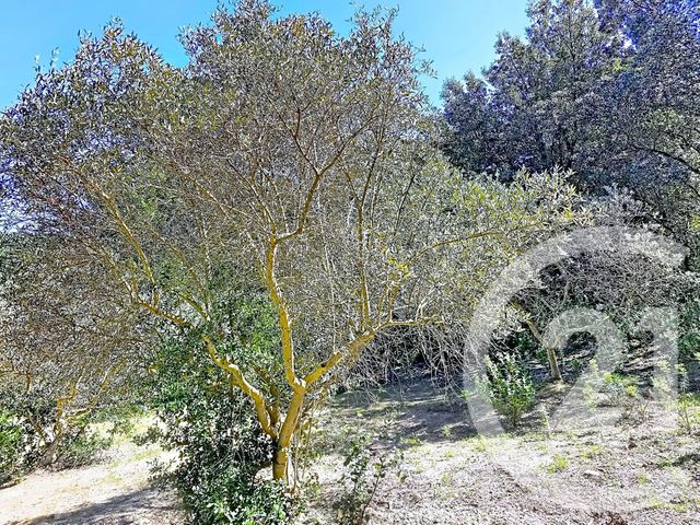 Terrain &agrave; vendre - 1183 m2 - Istres - 13 - PROVENCE-ALPES-COTE-D-AZUR