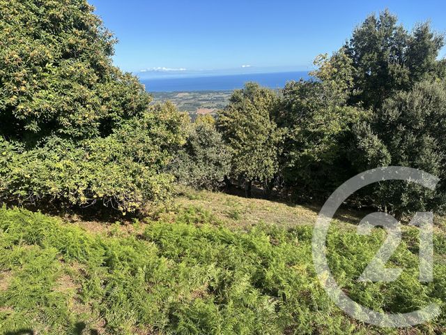 Terrain &agrave; vendre - 3000 m2 - Penta Di Casinca - 202 - CORSE
