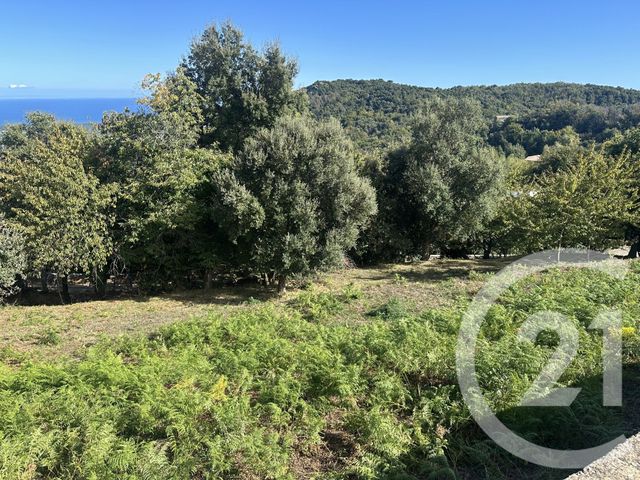 Terrain &agrave; vendre - 3000 m2 - Penta Di Casinca - 202 - CORSE