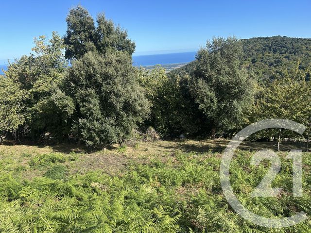 Terrain &agrave; vendre - 3000 m2 - Penta Di Casinca - 202 - CORSE