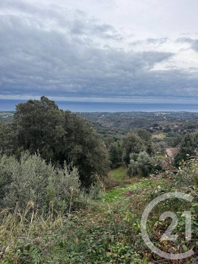 Terrain &agrave; vendre - 7200 m2 - Cervione - 202 - CORSE