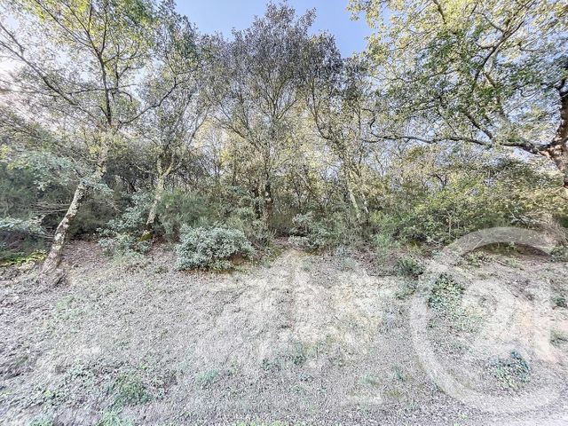 Terrain &agrave; vendre - 22147 m2 - Montauriol - 66 - LANGUEDOC-ROUSSILLON