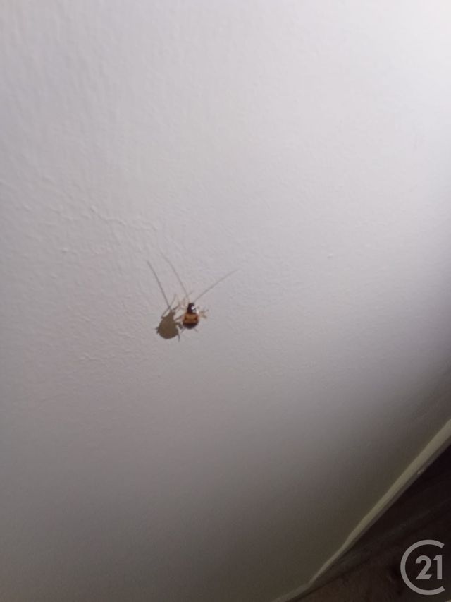 Appartement T3 à louer - 3 pièces - 72 m2 - Graulhet - 81 - MIDI-PYRENEES