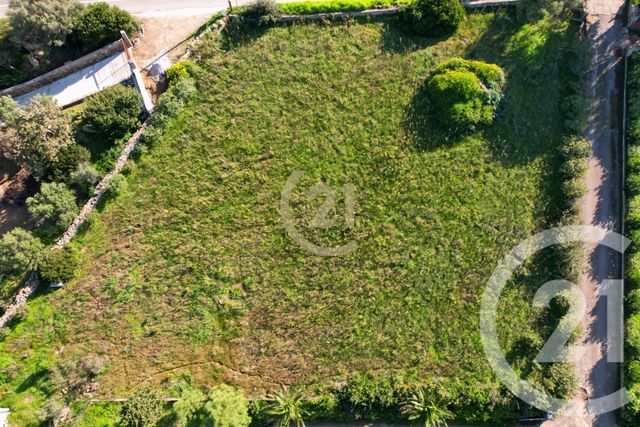 Terrain &agrave; vendre - 2027 m2 - Corbara - 202 - CORSE