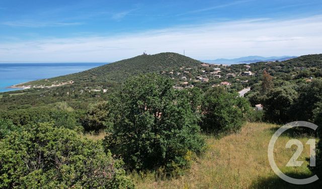 Terrain &agrave; vendre - 3119 m2 - Corbara - 202 - CORSE