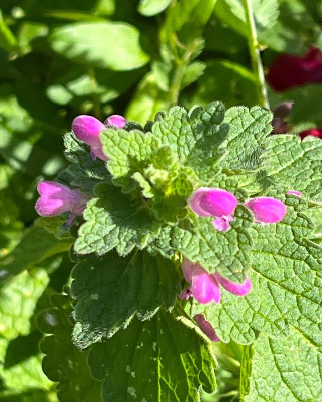 Maison &agrave; vendre - 28 pi&egrave;ces - 1500 m2 - 02 - PICARDIE