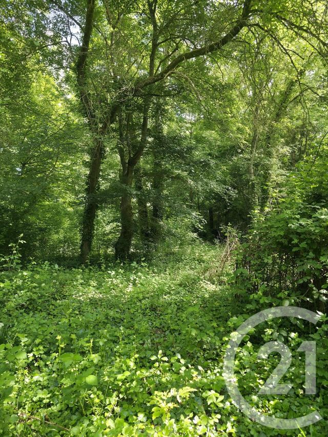 Terrain à vendre - 1563 m2 - Ay Champagne - 51 - CHAMPAGNE-ARDENNE