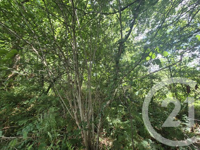 Terrain à vendre - 50595 m2 - Salies De Bearn - 64 - AQUITAINE